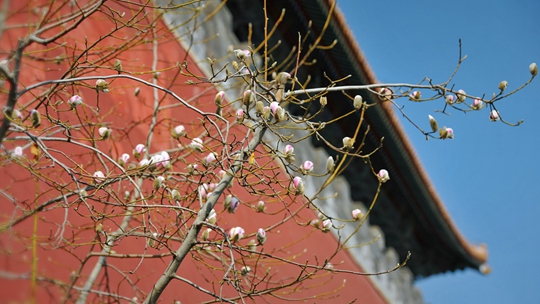 第一抹春色来了！京城玉兰花开