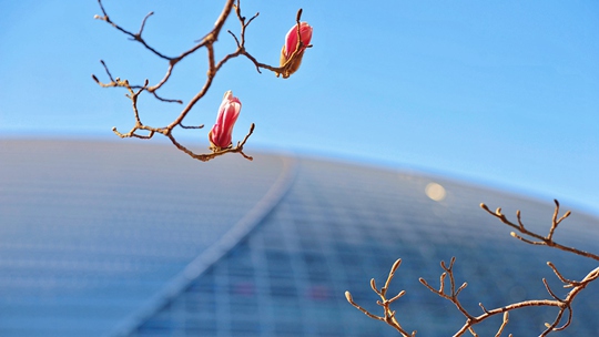 北京天气晴暖蓝天在线 玉兰俏丽枝头