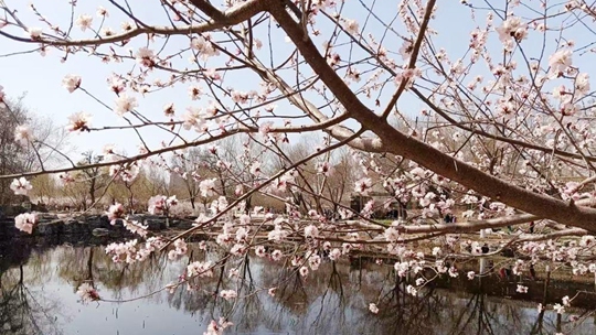 天津长虹公园桃花朵朵开 春色入画来​