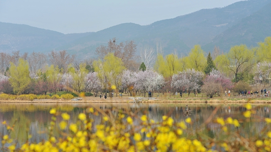 北京春和景明 国家植物园春花烂漫