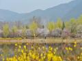 北京春和景明 國家植物園春花爛漫