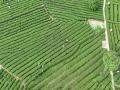  Suichuan, Jiangxi: Spring Tea Spits New Green Tea Farmers Busy Picking Tea