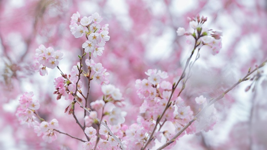 北京の花見シーズンが始まる玉淵潭桜はピンク色でみずみずしい