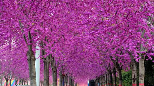  All the way with flowers, the redbuds in Ruzhou, Henan, are in full bloom, and spring is strong