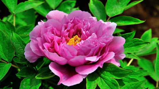  The peonies in Ruzhou, Henan, compete to bloom and attract tourists
