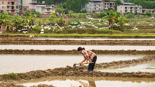  Spring ploughing and spring planting in Nanning, Guangxi, at the right time, herons and birds walk around, adding poetic flavor