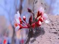甘粛省鎮原でアンズの花が咲き春が深まる