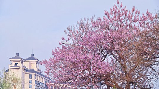 花样春天 北京泡桐和二月兰演绎紫色浪漫