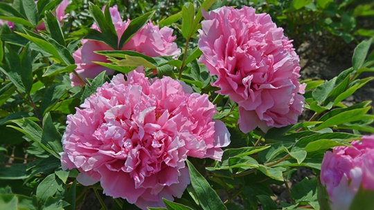  It's amazing that peonies bloom in Beijing at the right time in spring