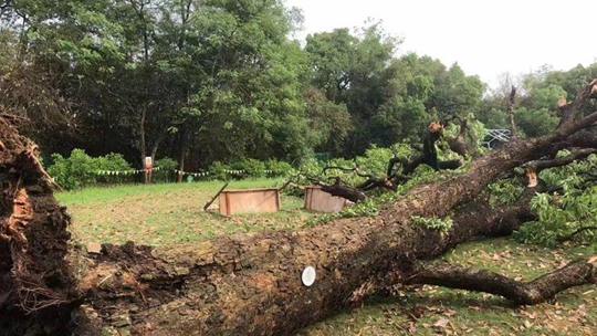 広西省の多くの地域で強い対流天気が出現大樹が倒伏