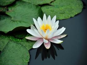  The water lilies in the misty rain are simple, elegant, pure and fairy
