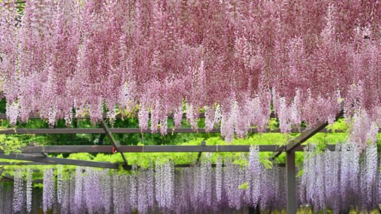 一面にピンクと紫の北京玉淵潭藤の花が幻想的にラインアップ
