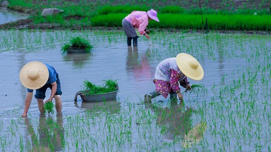 広西省来賓の春耕農繁期