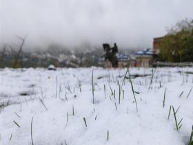 四川省康定新城で降雪草花と雪のロマンチックな出会い