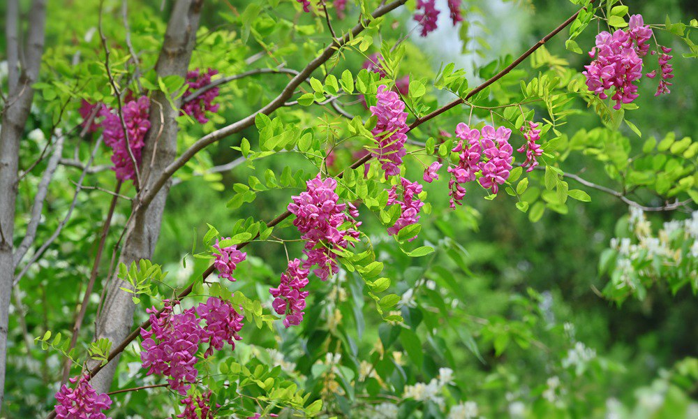  Beijing Sophora japonica blooms pink flowers, small and lovely