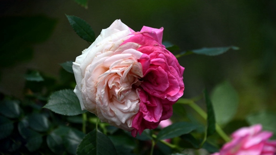 Fuzhou rose blooms brilliantly