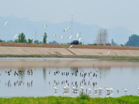  The Ruhe River in Henan Province has turned into a bird paradise, attracting white spoonbills and other water birds to play for food