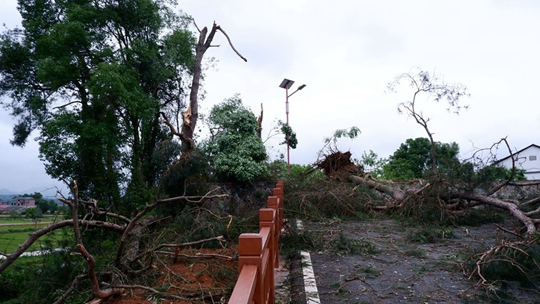 江西永新遭遇强对流天气 大树被连根拔起