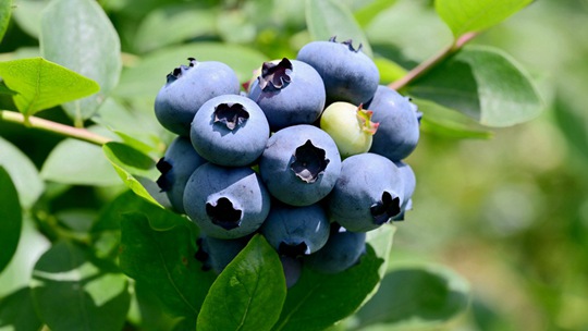  Zhejiang Jinhua Blueberry Matures One after Another