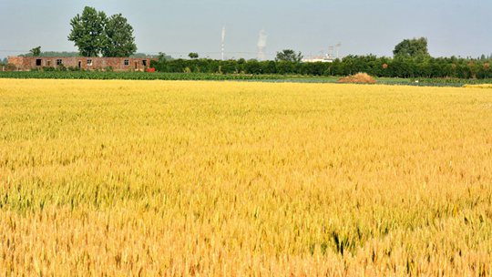 金色に輝く河南省汝州の麦の生長ぶりは豊作を喜ぶ