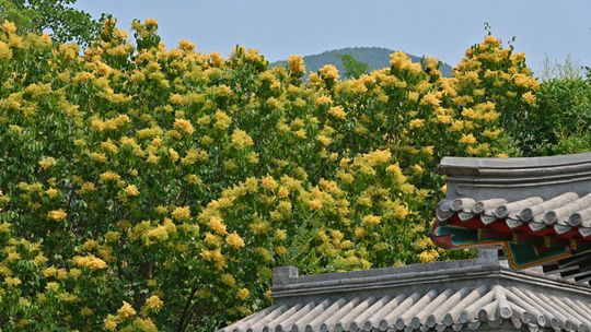 金色に枝いっぱい北京国家植物園金園でライラックが開花