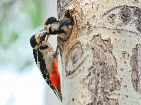  Take the baby busy to record the woodpecker feeding the baby