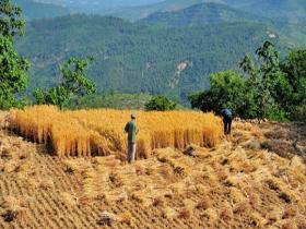 収穫シーズン到来！河南省禹州で小麦の刈り取り