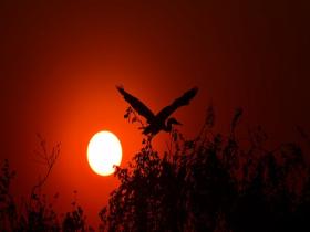  Picturesque silhouette of herons at sunset in Hulunbeier, Inner Mongolia