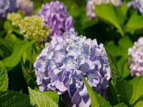 四川達州紫陽花が咲き乱れ芳香を放つ