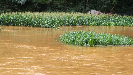 广西德保暴雨致边坡塌方 农田被淹