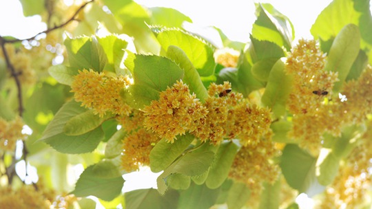 群生する黄金色の「北方菩提樹」センダンの花が蜂を呼ぶ