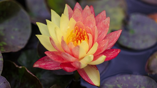  Half bright red, half goose yellow, two color water lilies bloom in Kunming Grand View Park