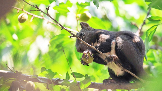  adorable! The cute little squirrel is happy to look for food and jump in the forest