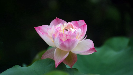  Lotus appreciation in summer is when the lotus blooms in Fuzhou