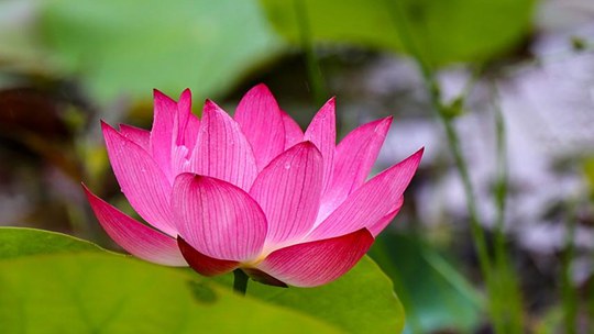  The red and green Fujian Shishi Pond is full of lotus flowers
