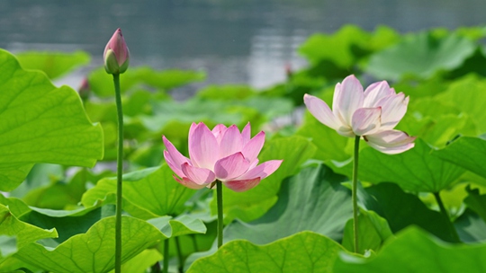  Beijing Lianhuachi Park: patches of green lotus covered with green water, lotus covered in red