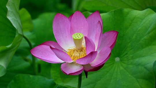  Appreciation of lotus after rain Jinhua lotus in Zhejiang presents a unique beauty
