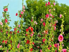  The flowers of hollyhock in Ruzhou, Henan are blooming and full of vitality
