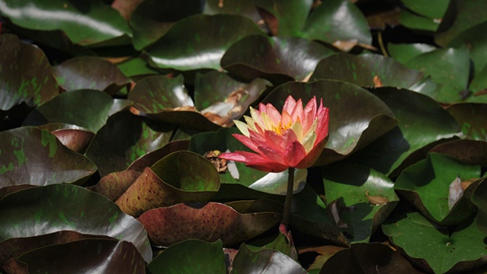  Good Luck "Lotus" Beijing Yuanmingyuan Bicolor Water Lilies Bloom Surprisingly