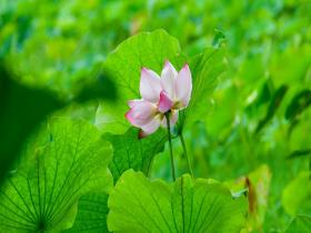 The blooming lotus in Hengyang, Hunan, brings a touch of freshness in summer