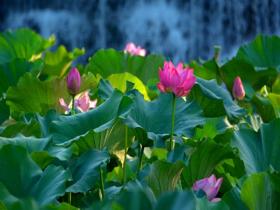 Lotus blooms in Guangcheng Lake, Ruzhou, Henan, forming a beautiful picture in summer