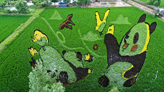  Interesting Shenyang "Paddy Field Painting" Wonderful