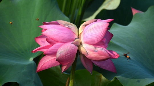 花开花落 一组图记录并蒂莲从初绽到谢幕