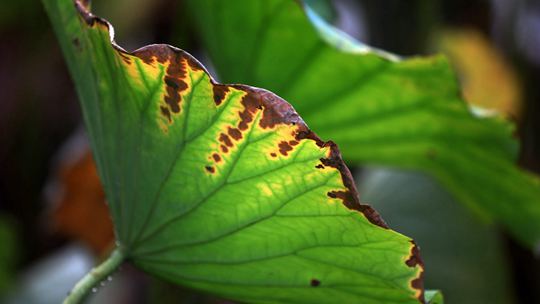  The gradual color mode of "Summer Weiyang Autumn" has been opened