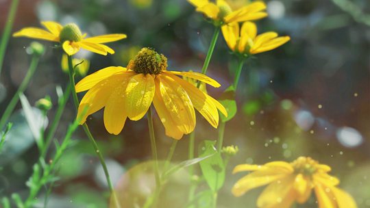  The aesthetic atmosphere in the morning light The flowers and plants are dewy in summer