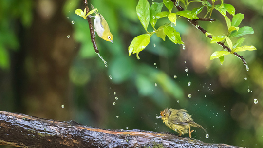  The weather in Nanning, Guangxi is sultry. Birds gather in an artificial water tank to cool down