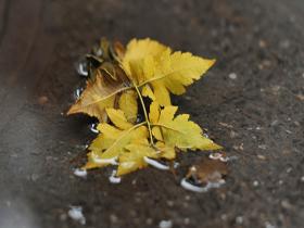 白露节气北京雨打叶落 凉意初显