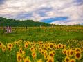 遼寧省錦州の100ムーのヒマワリの花の海は人を夢中にさせる