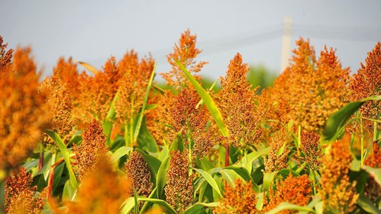  A group of pictures to see how beautiful the color of the harvest is