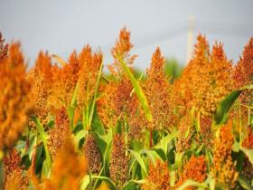  The most beautiful but good "abundant" scenery. See how beautiful the colors of the harvest are